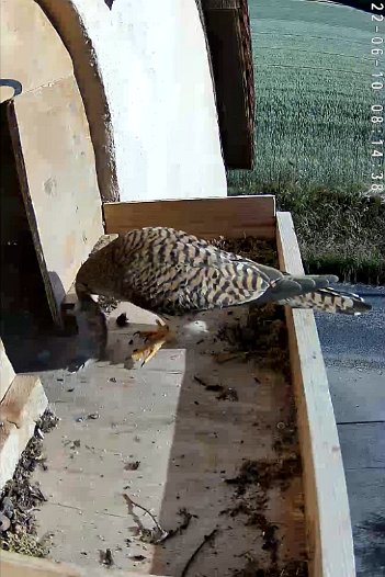20220610 0610 0936528974 C310 08h14 sequence of female flying to nest with vole; transferring from claw to beak 5