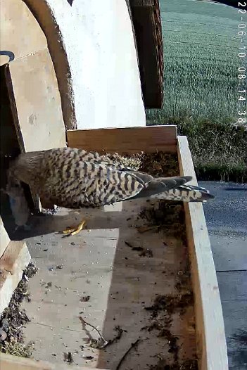 20220610 0610 0937079633 C310 08h14 sequence of female flying to nest with vole 6