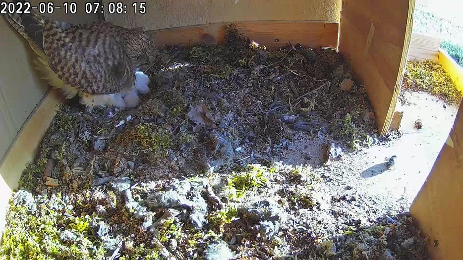 20220610 0708 070800 C100 video - 07h08 a struggle to keep the chicks warm