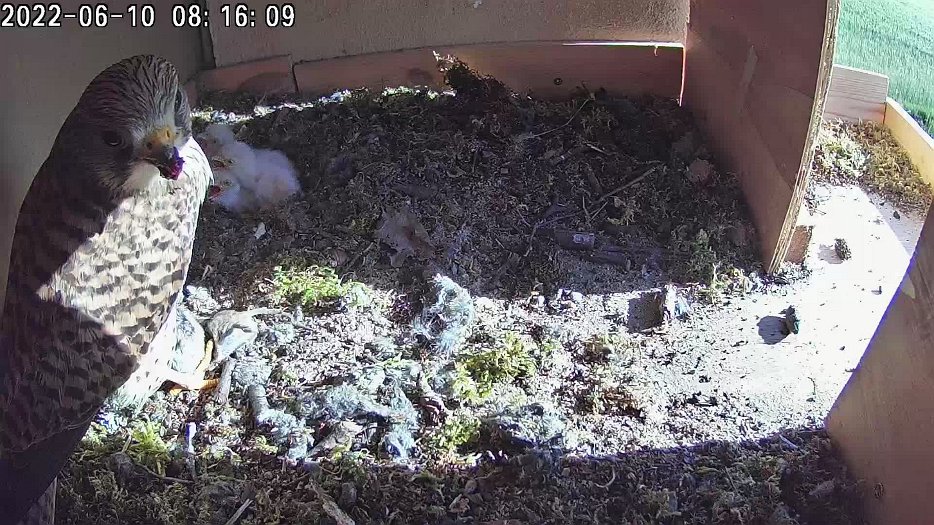 20220610 0814 081400 C100 video - 08h14 the female hears something, catches a vole, returns and starts to feed the chicks