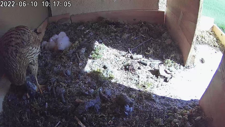 20220610 1016 101600 C100 video - 10h16 time for another eight minute feed