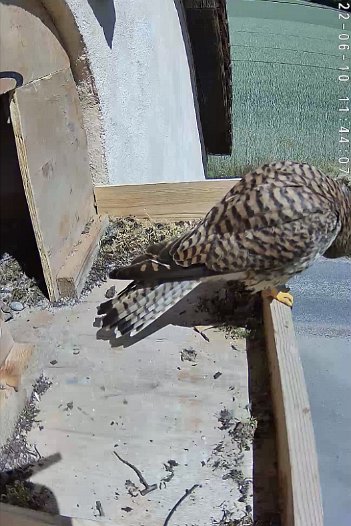 20220610 1144 114400 C310 video - 11h44 the female outside and flexing