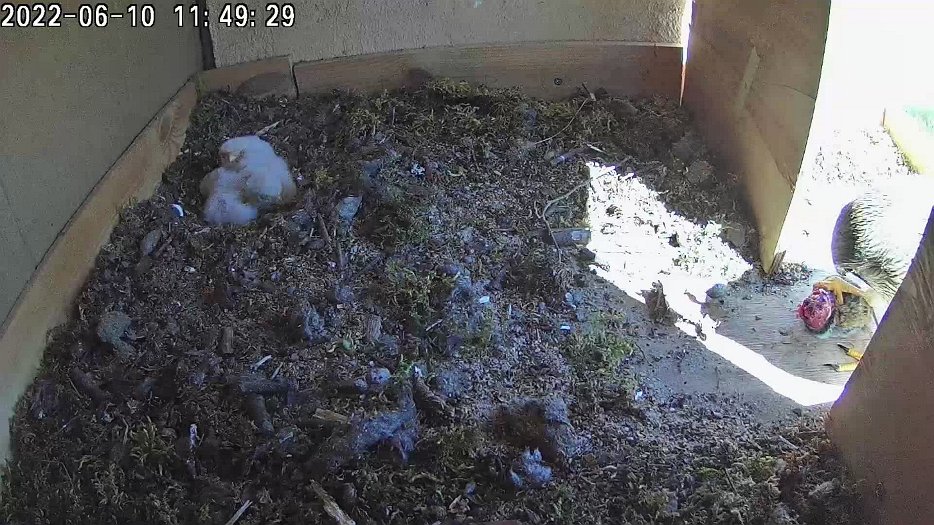 20220610 1149 114902 C100 video - 11h49 the female brings back food