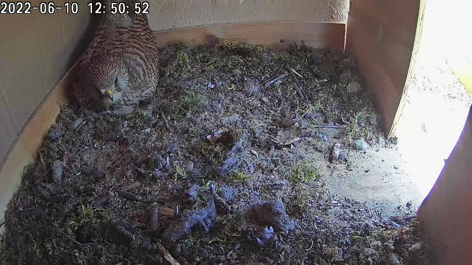 20220610 1250 125002 C100 video - 12h50 struggling to sit on the chicks