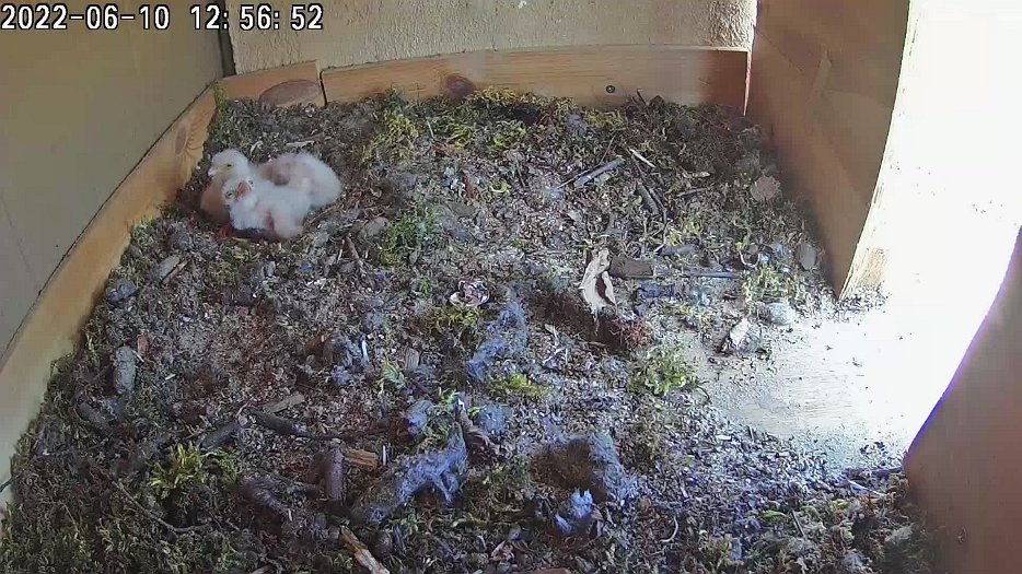 20220610 1256 125630 C100 video - 12h56 the female brings back food and feeds the chicks