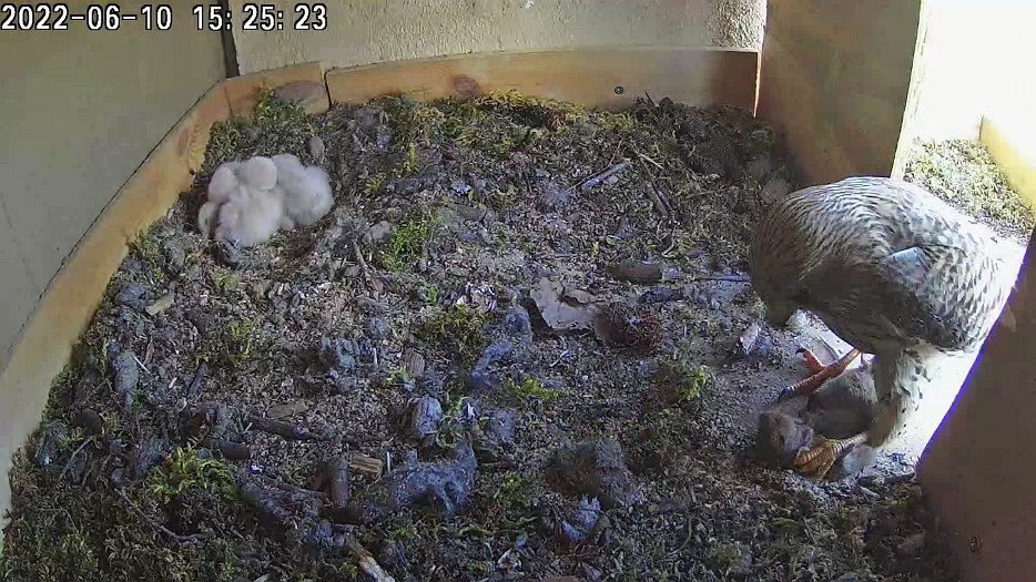 20220610 1525 152500 C100 video - 15h25 the female brings back a mouse but does not feed the chicks