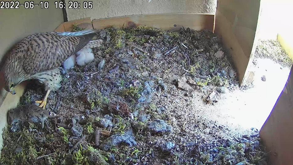 20220610 1620 162000 C100 video - 16h20 the female finally feeds some of the mouse to the chicks