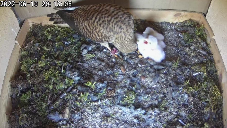 20220610 2013 201300 C200 video -20h13 the feeding continues