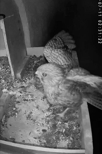 20220711 0231 023120 C310 video - 02h31 a juvenile returns for the night