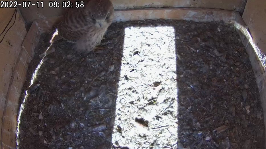 20220711 0902 090255 C200 video - 09h02 a juvenile has stayed in the nest and gets the vole from the male