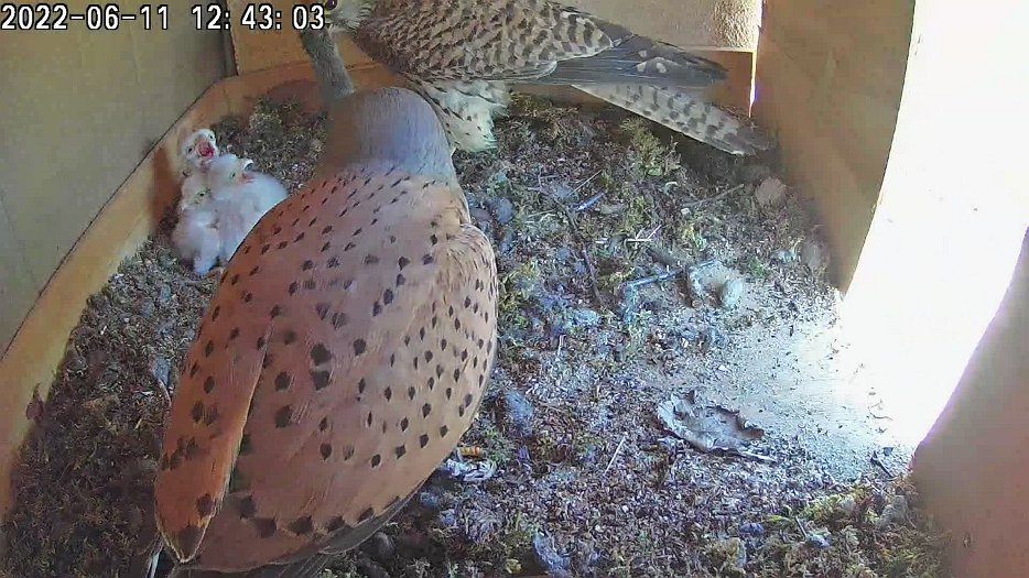 20220611 1242 124255 C100 video - 12h43 the male brings a mouse to the nest which the female takes and feed the chicks