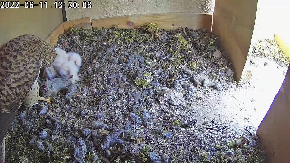 20220611 1328 132855 C100 video - 13h30 the female brings a mouse for food
