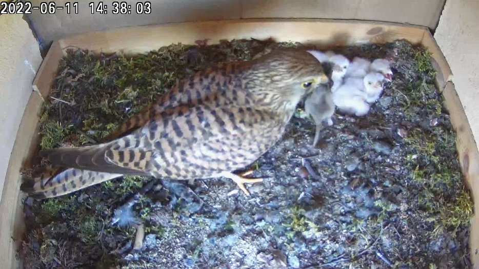 20220611 1438 143800 C200 video - 14h38 the female brings a vole to feed the chicks