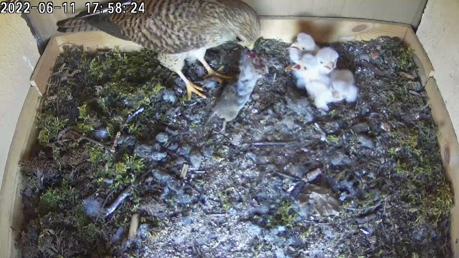 20220611 1758 175800 C200 video 17h58 the female catches a mouse for food