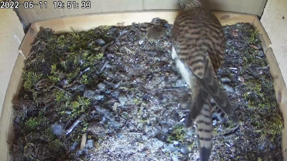 20220611 1951 195130 C200 video - 19h51 the female takes a stored part-eaten mouse, eats a lot herself then feeds the chicks