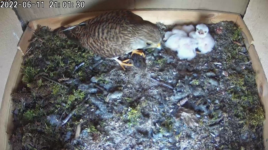 20220611 2101 210115 C200 video - 21h01 the female catches a vole for food