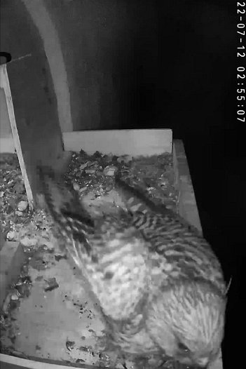 20220712 0255 025505 C310 video - 02h55 a juvenile arrives and stays for the rest of night