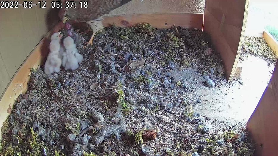 20220612 0537 053700 C100 video - 05h37 the female brings a mouse for a first meal of the day