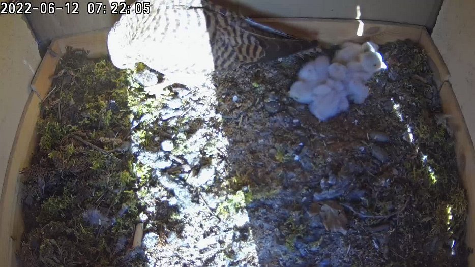 20220612 0721 072155 C200 video - 07h32 the female finds some part-eaten food to feed herself and the chicks