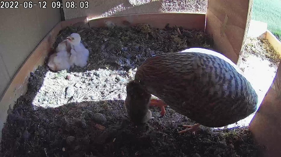 20220612 0908 090800 C100 video - 09h08 the female brings a mouse