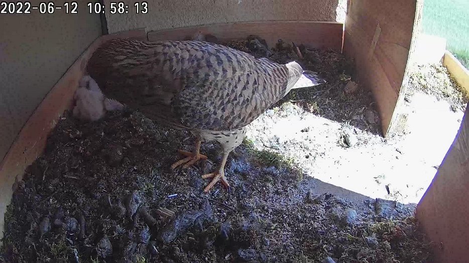 20220612 1058 105800 C100 video - 10h58 the female finds some part-eaten food to feed