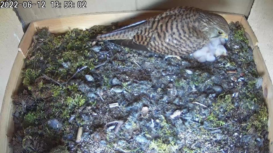 20220612 1353 135300 C200 video - 13h53 the female finds a vole under the chicks for food