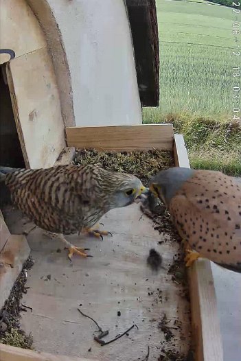 20220612 1800 1655560568100 video 18h02 the male brings some food which the female takes