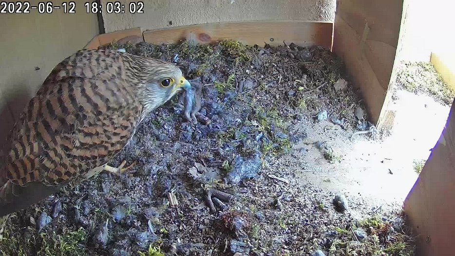 20220612 1803 180300 C100 video - 18h03 the female feeds the chicks