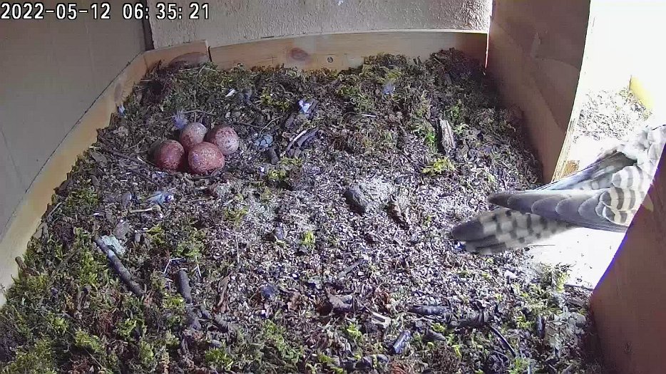 20220512 063450 C100 video - 06h34 female returns to the nest having left at 21h55 and calls out