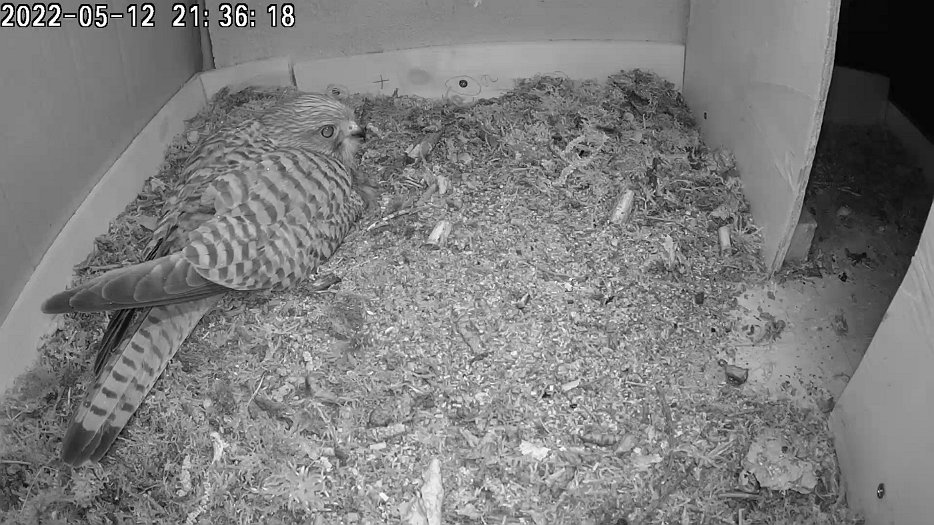 20220512 2138495586 C100