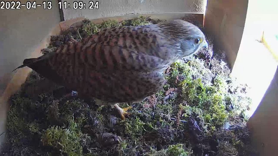 20220413 1109 100926 C100 video - 11h09 female