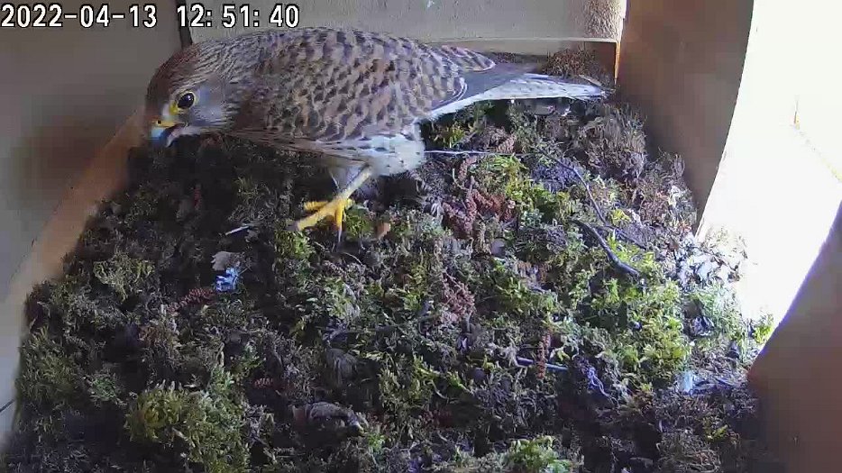 20220413 1251 1650286301382 C100 video - 12h51 female