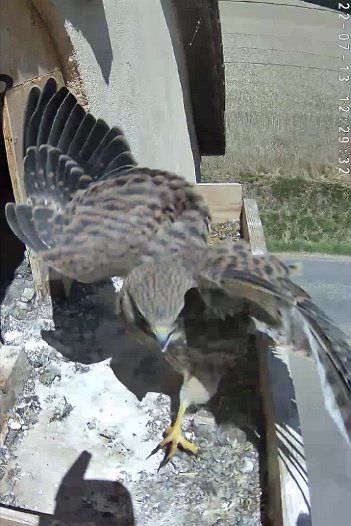 20220713 1228 122836 C310 video - 12h28 the male arrives without food and calls out; a juvenile lands briefly and then again on the male who leaves. The juvenile enters the nest