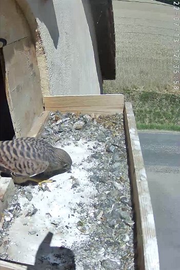 20220713 1235 123500 C310 video - 12h34 the juvenile leaves the nest and calls out