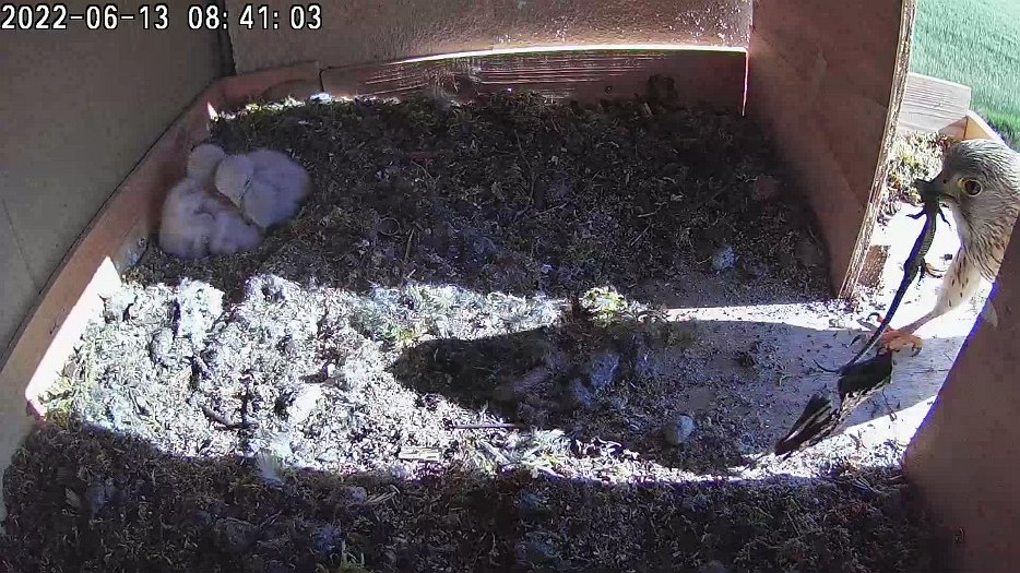 20220613 0841 084100 C100 video - 08h41 female brings a lizard