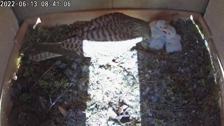 20220613 0841 084100 C200 video - 08h41 female brings a lizard