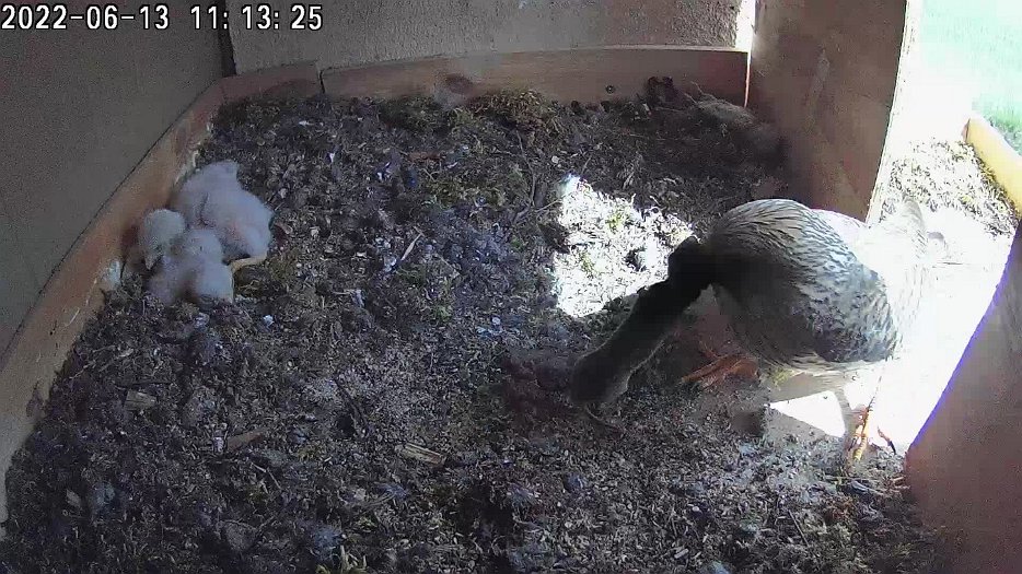 20220613 1113 111323 C100 video - 11h13 female brings a mouse