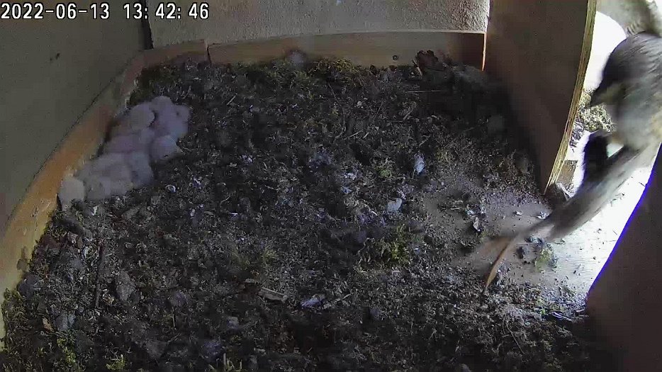 20220613 1342 134245 C100 video - 13h42 female brings a mouse