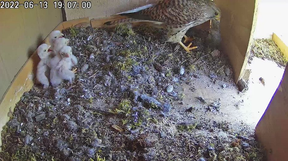 20220613 1906 190654 C100 video - 19h07 female collects mouse which was stored in corner