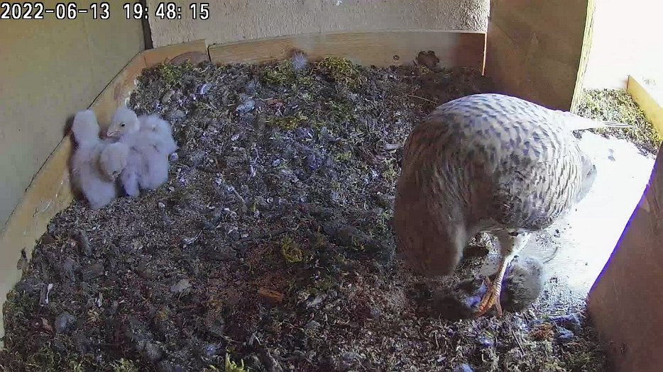 20220613 1948 194811 C100 video - 19h48 female brings a mouse