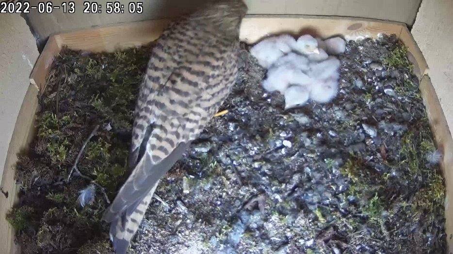 20220613 2058 205805 C200 video - 20h58 collects stored food, goes out then comes in to feed chicks
