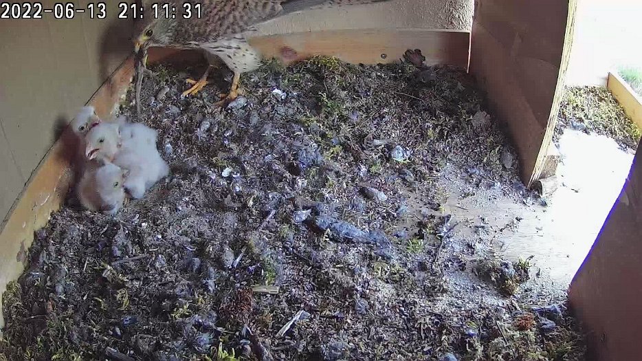 20220613 2111 211125 C100 video - 21h11 female brings a lizard