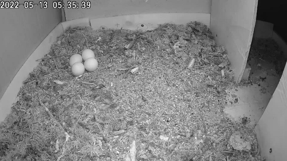 20220513 053539 C100 video - 05h35 the female returns