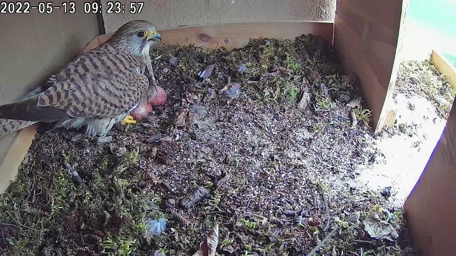 20220513 092350 C100 video - 09h23 the female returns and calls out