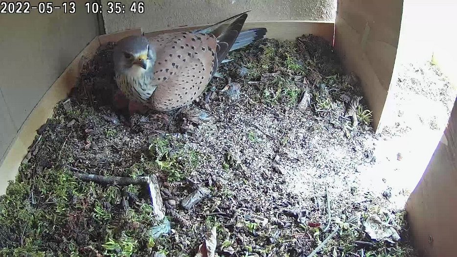 20220513 103524 C100 video - 10h35 the male comes to the nest and sits on the eggs for a short time