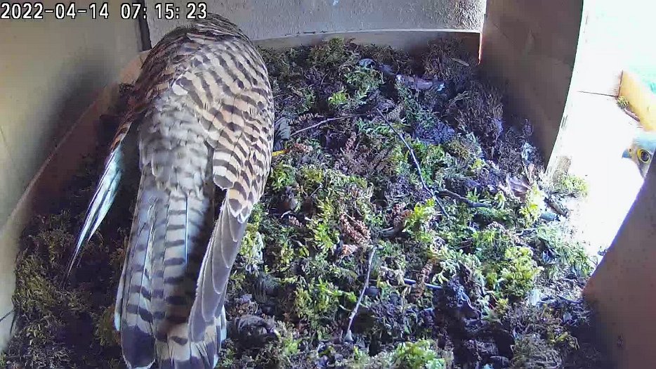 20220414 0715 1650288276428 C100 video -07h15 female with male looking in