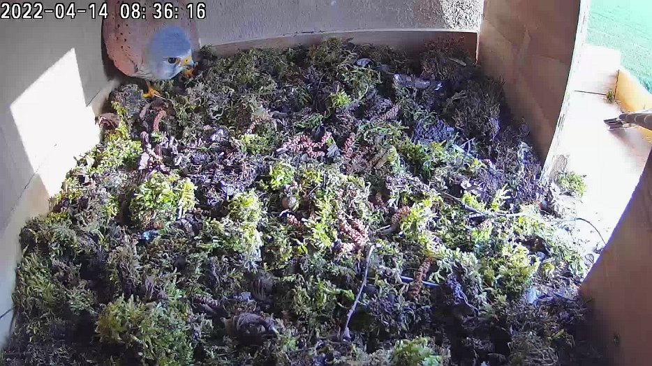 20220414 0835 1649920220963 video - 08h36 male with female outside