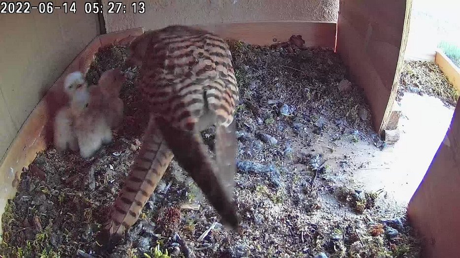 20220614 0526 052645 C100 video - 05h26 female brings mouse
