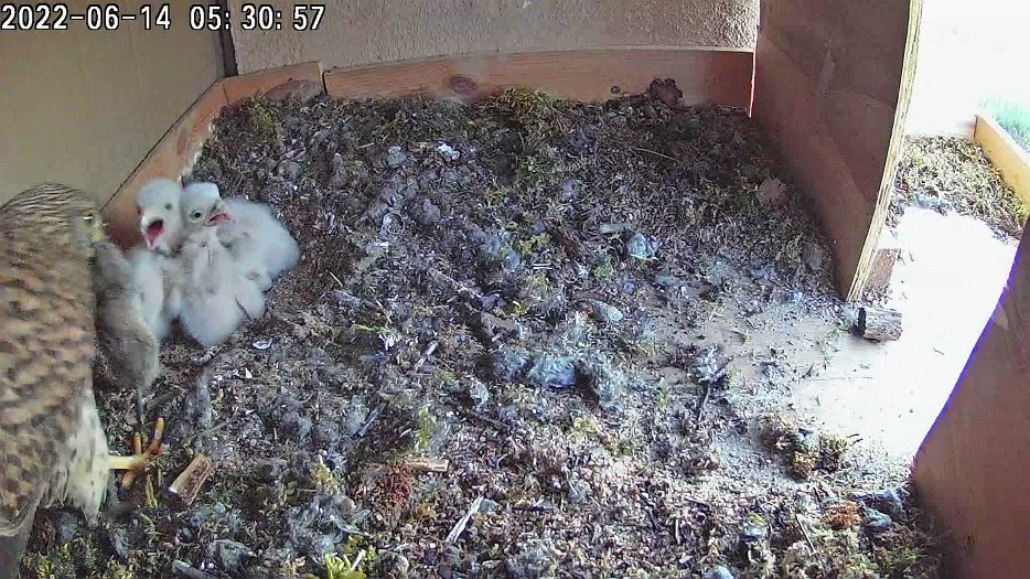 20220614 0530 053047 C100 video 05h30 female brings mouse