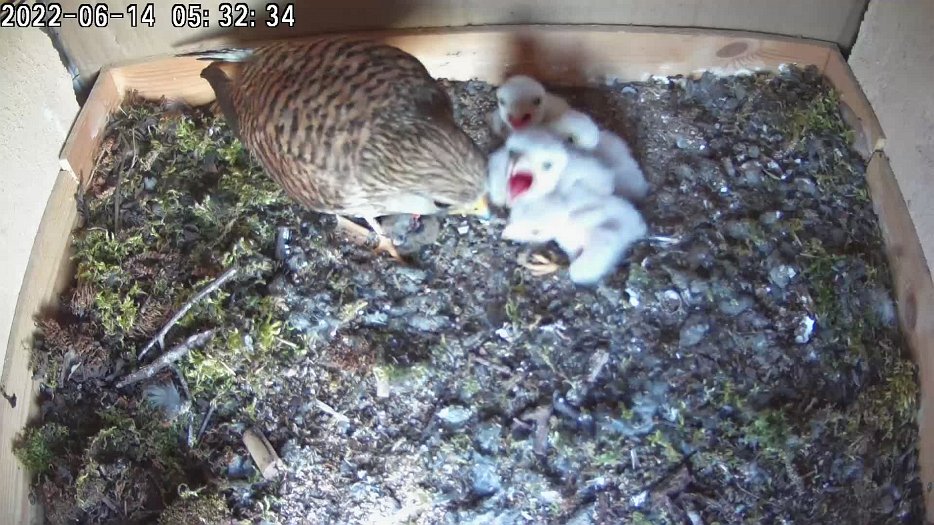 20220614 0530 053053 C200 video - 05h30 female brings mouse